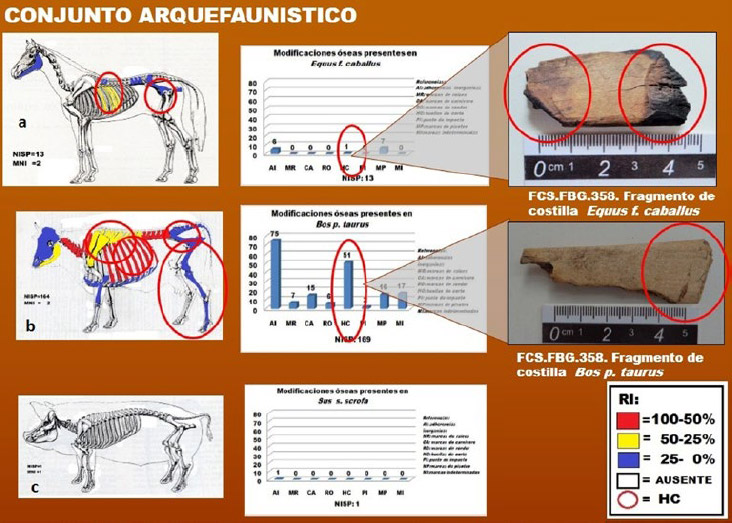 Figura 2. Conjunto arqueofanístico, donde se evidencias las partes esqueletarias de cada taxón y las huellas de corte en las diferentes unidades anatómicas y los diferentes agentes que modificaron la muestra
