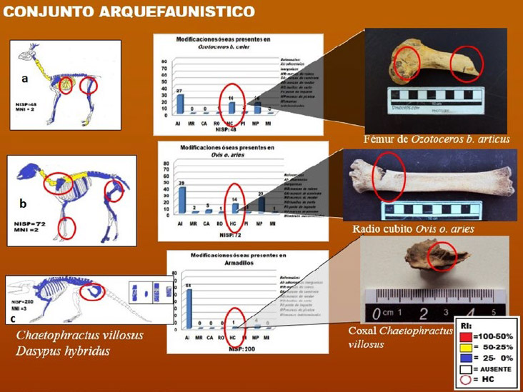 Figura 3. Conjunto arqueofanístico, donde se evidencias las partes esqueletarias de cada taxón y las huellas de corte en las diferentes unidades anatómicas y los diferentes agentes que modificaron la muestra