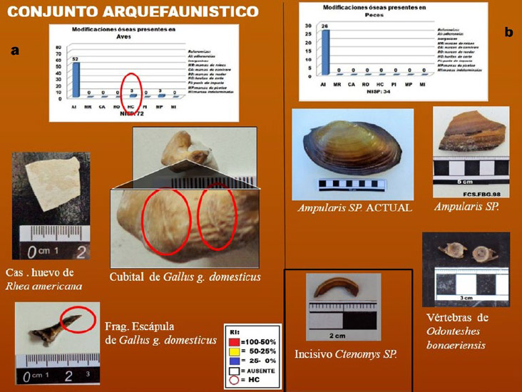 Figura 4. Conjunto arqueofanístico, donde se evidencias las partes esqueletarias de peces y aves donde se remarca la presencia de huellas de corte