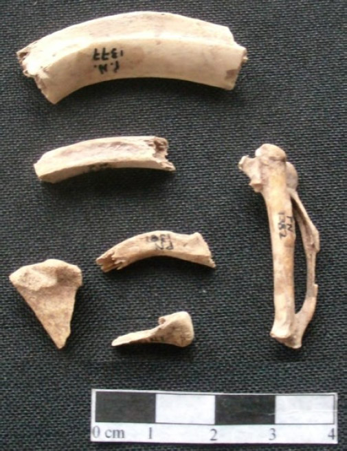Figura 4: algunos restos arqueofaunísticos del sector PNO. Arriba cuerpo de costillas de mamífero indeterminado con evidencias de reducción intencional; a la derecha metacarpo de Gallus gallus. Estos resultados vendrían a fortalecer no sólo el planteo de la ocupación estable de un espacio doméstico, sino además la realización de actividades vinculadas a la preparación de comidas (Medina 2009)