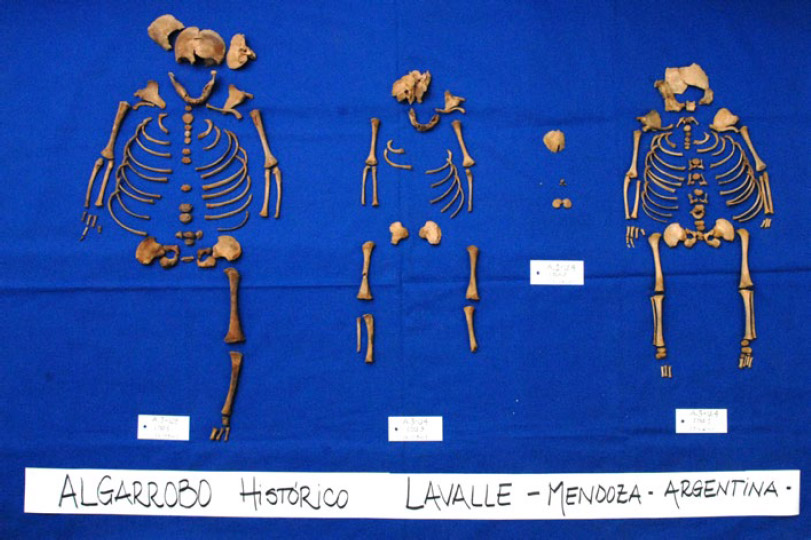 Figura 7. Individuos N° 4, 3, 2 y 1, respectivamente