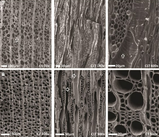 Figura 3. Imágenes de MEB de carbones arqueológicos de: 7-duraznero (Prunus aff. pérsica), 8-membrillero/manzano/peral (Aff. Cydonia oblonga Mill./Malus domestica Borkh./ Pyrus communis L.) (Mafferra 2015)