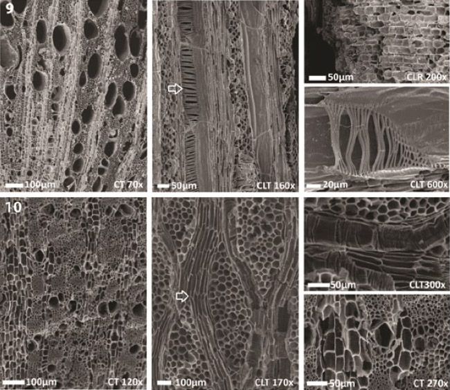 Figura 4. Imágenes de MEB de carbones arqueológicos de: 9-Vid (Vitis vinifera L.), 10-tamarindo (<em>Tamarix aff. gallica</em>) (Mafferra 2015)