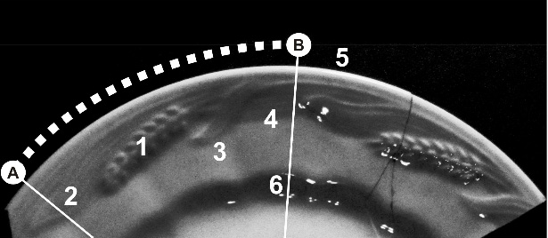 Figura 2. Estructura del Patrón Trigo. AB: Patrón que se repite 6 veces