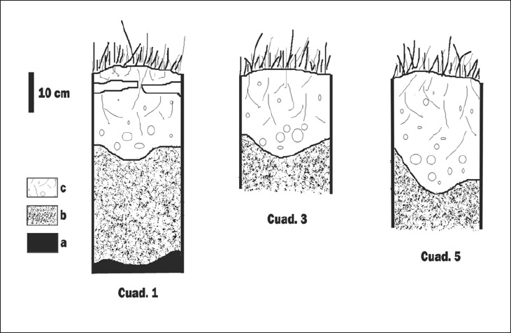 Figura 4. Perfiles estratigráficos: a-roca de base; b-suelo arcilloso, nivel arqueológicamente estéril; c- horizonte A de suelo actual, matriz sedimentaria de los hallazgos arqueológicos