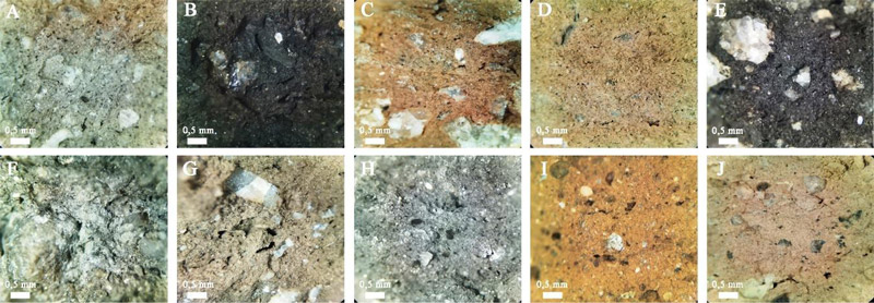Figura 4. Microfotografía en lupa binocular de los estándares de pasta. La referencia de imagen coincide con el código de Estándar en la Tabla 1