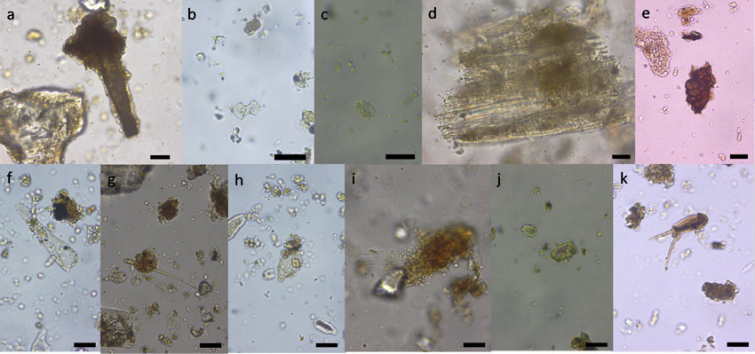 Figura 5. a-c. fitolitos, d-e. tejidos vegetales, f-k. tricomas: f. Tipo 1, g. Tipo 2, h. Tipo 3, i. Tipo 4, j. Tipo 5, k. Tipo 6. Escala 20 µm.