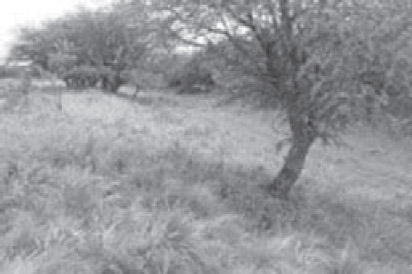 Figura 2. Vista de rastrillada en Parque provincial Pedro Luro