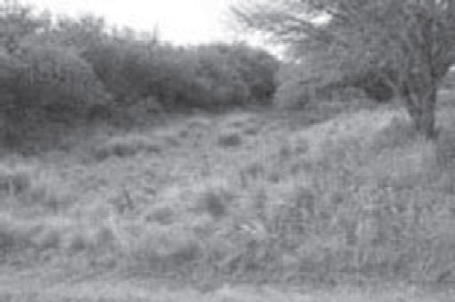 Figura 3. Vista de rastrillada en Parque provincial Pedro Luro, sector Bajo del Medio