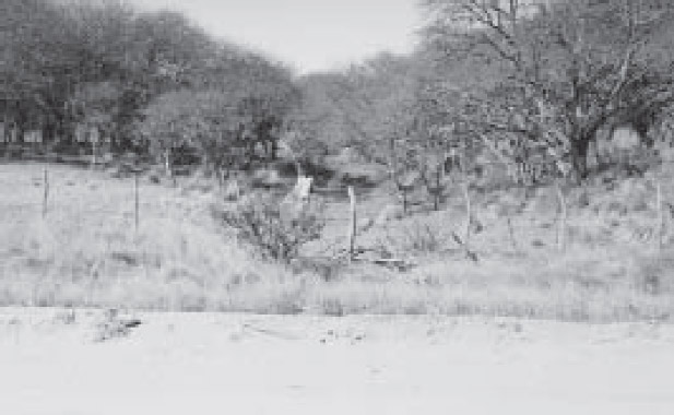 Figura 4. Vista de rastrillada en ruta 14, Toay
