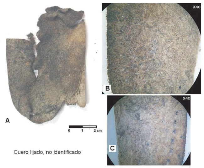 Figura 7. Cuero no identificado por lijado. A: pieza arqueológica, B: detalle 40x, C: detalle de costura.